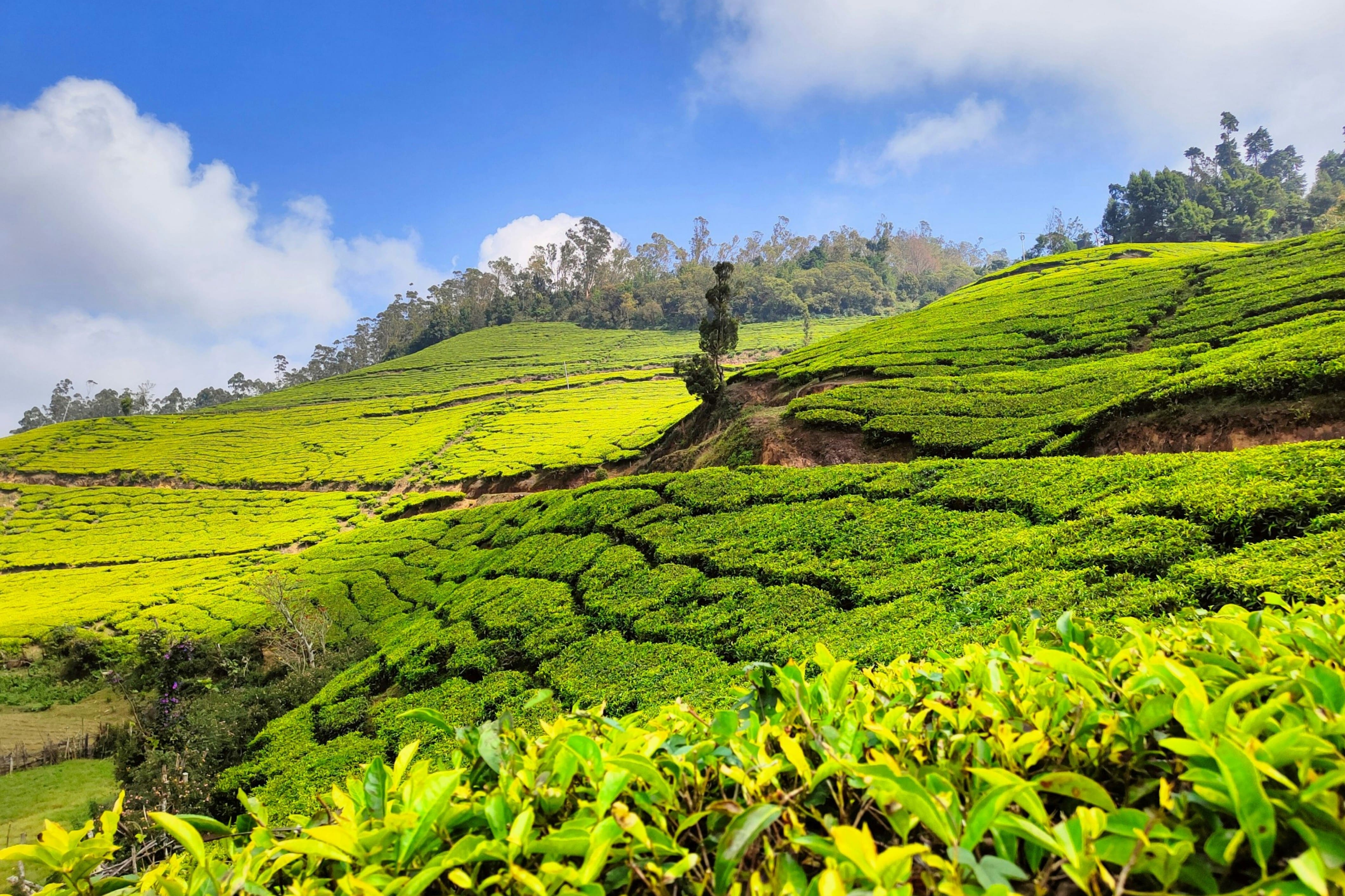 Munnar